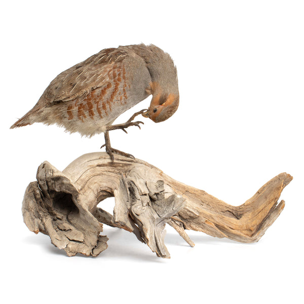 Mounted Hungarian Partridge on Driftwood