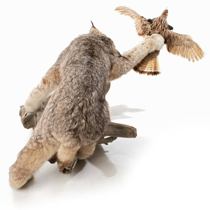 Lynx Catching Ruffed Grouse Full Mount on Driftwood