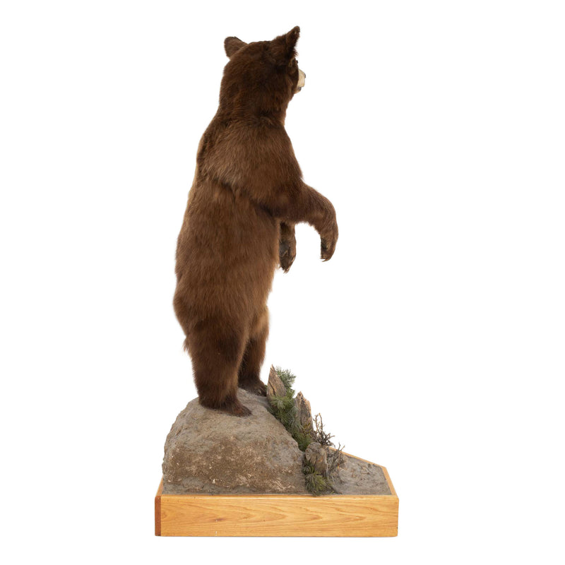 Brown Bear Standing Mount on Faux Rock Platform with Wheels