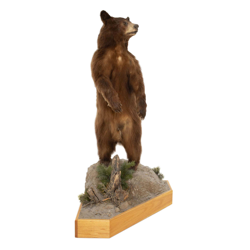 Brown Bear Standing Mount on Faux Rock Platform with Wheels