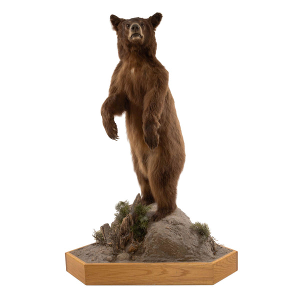 Brown Bear Standing Mount on Faux Rock Platform with Wheels