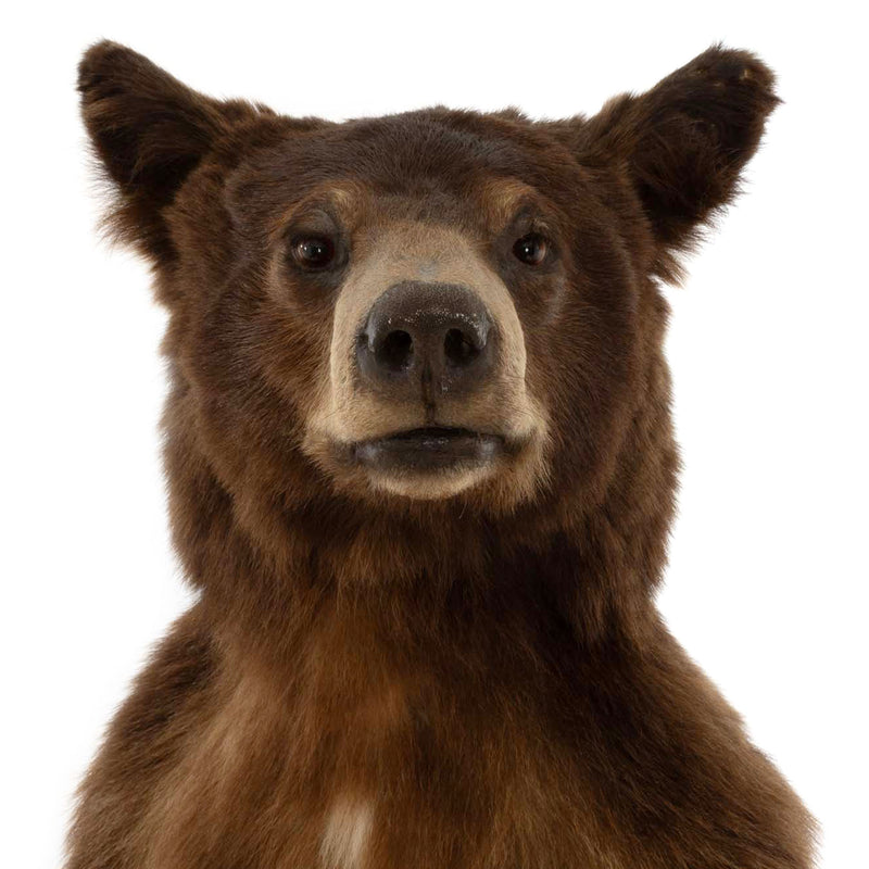 Brown Bear Standing Mount on Faux Rock Platform with Wheels