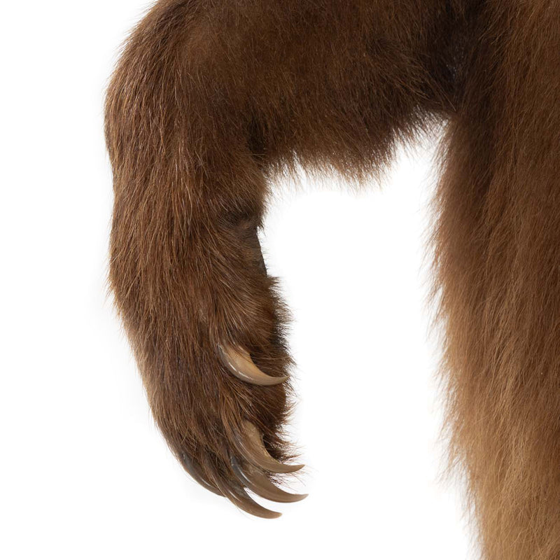 Brown Bear Standing Mount on Faux Rock Platform with Wheels