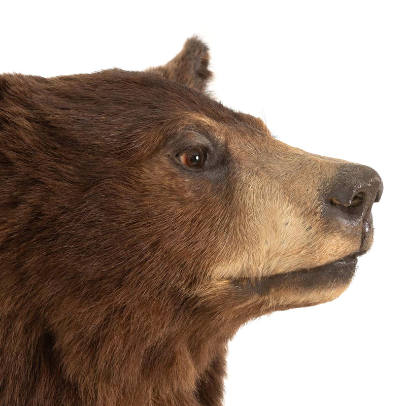 Brown Bear Standing Mount on Faux Rock Platform with Wheels