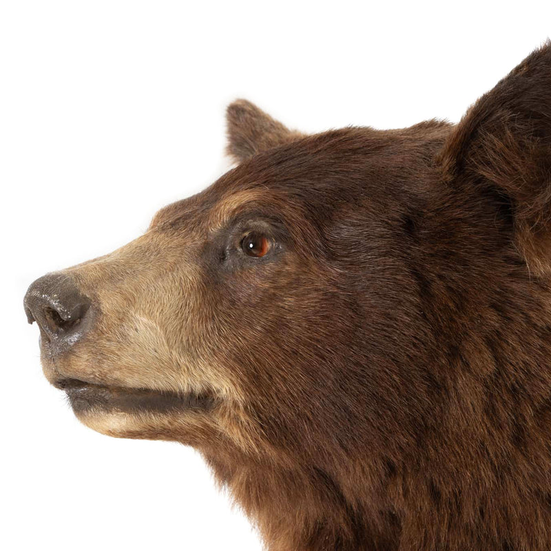 Brown Bear Standing Mount on Faux Rock Platform with Wheels