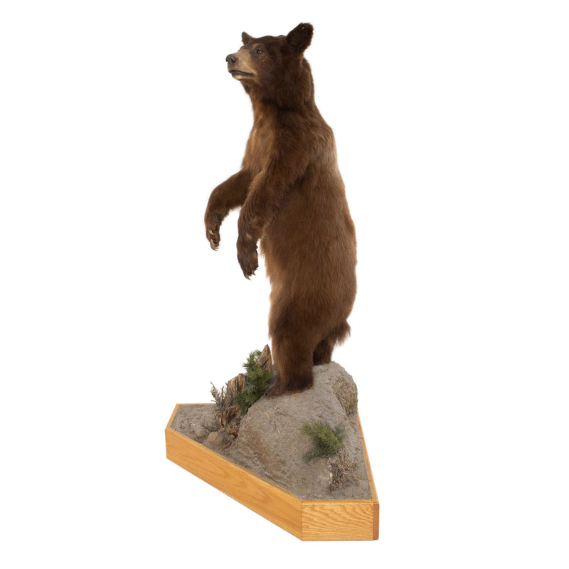 Brown Bear Standing Mount on Faux Rock Platform with Wheels
