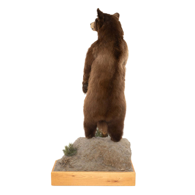 Brown Bear Standing Mount on Faux Rock Platform with Wheels