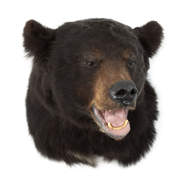 Fine Mounded Black Bear Head Mount w/ Glass Eyes