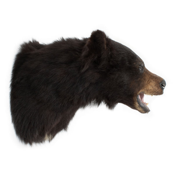 Fine Mounded Black Bear Head Mount w/ Glass Eyes
