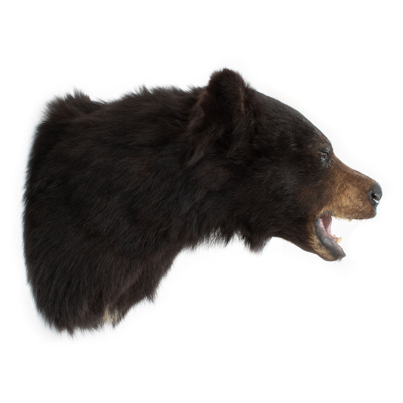 Fine Mounded Black Bear Head Mount w/ Glass Eyes