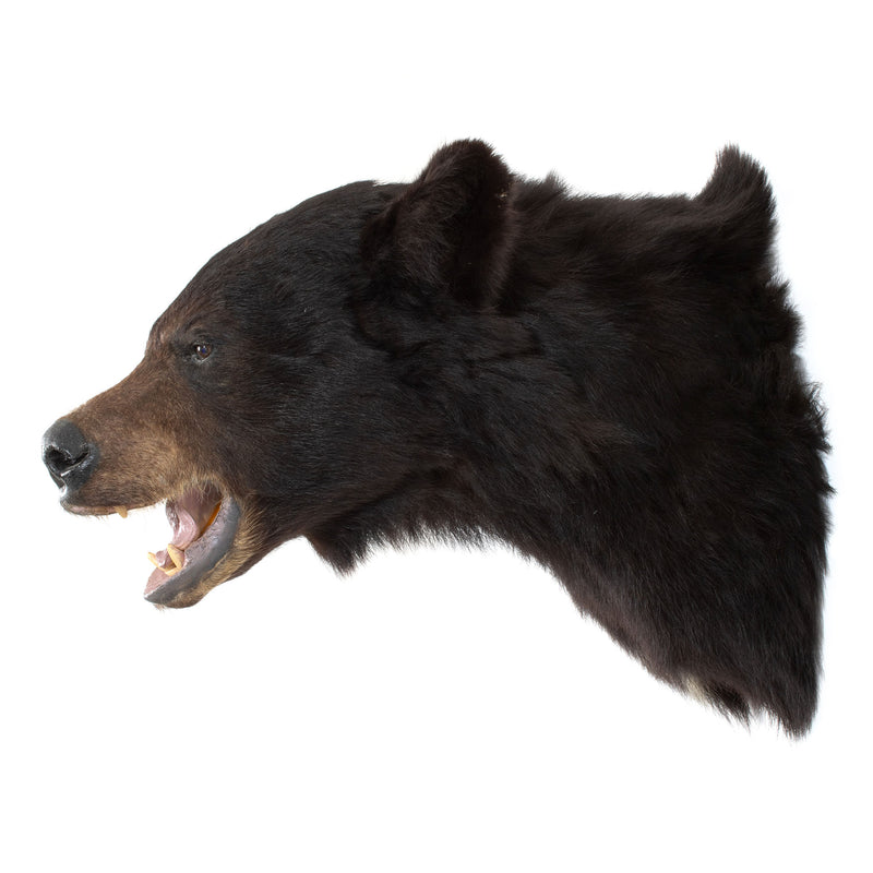 Fine Mounded Black Bear Head Mount w/ Glass Eyes