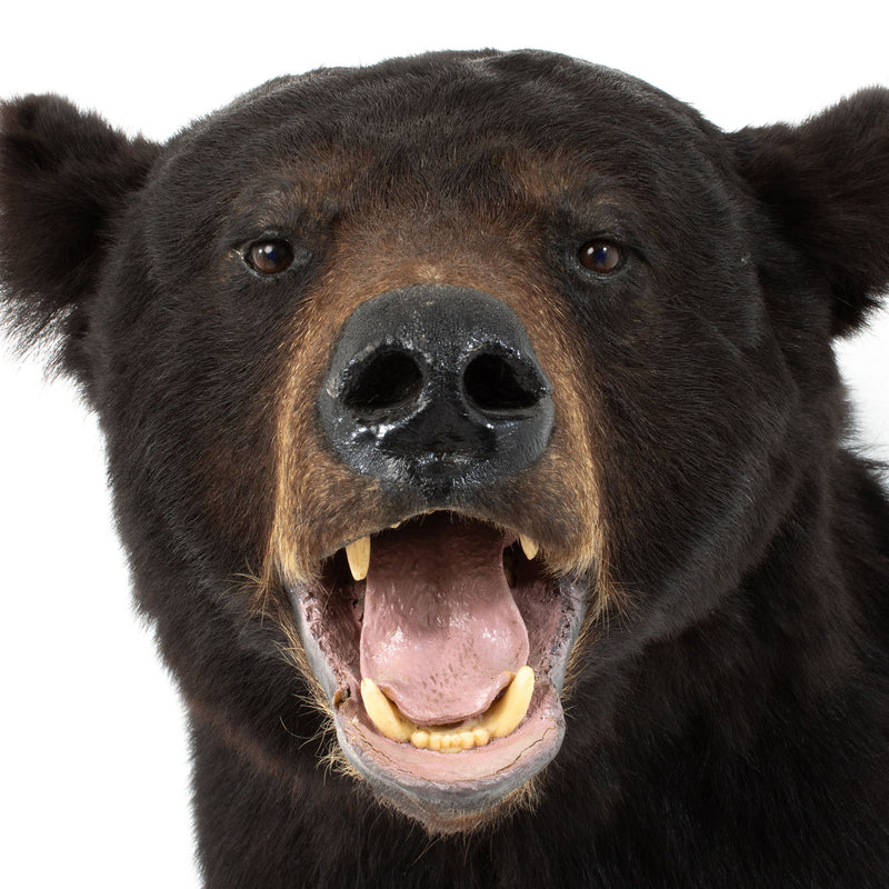 Fine Mounded Black Bear Head Mount w/ Glass Eyes