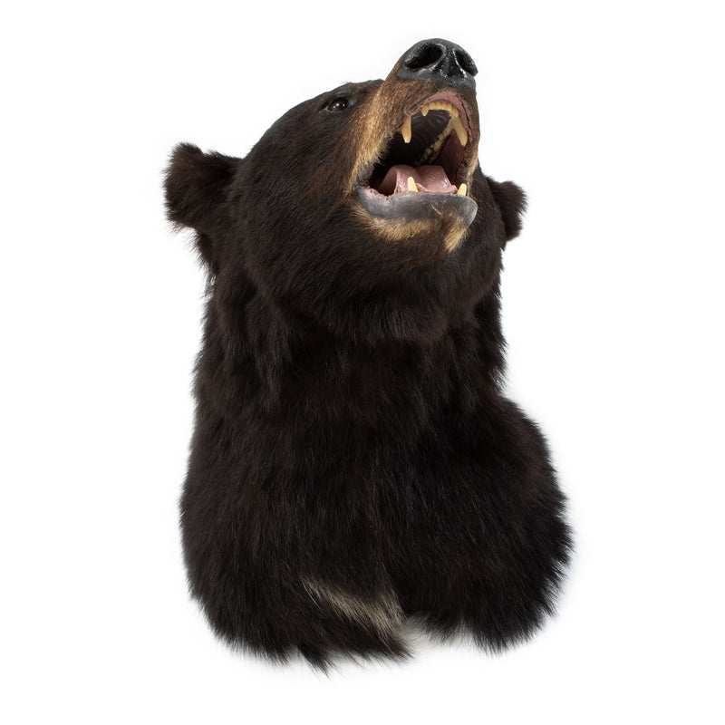 Fine Mounded Black Bear Head Mount w/ Glass Eyes