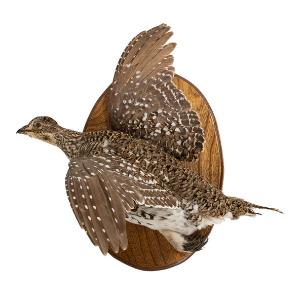 Left Facing Wall Mount Flying Sharptail Grouse on Oval Mahogany Plaque