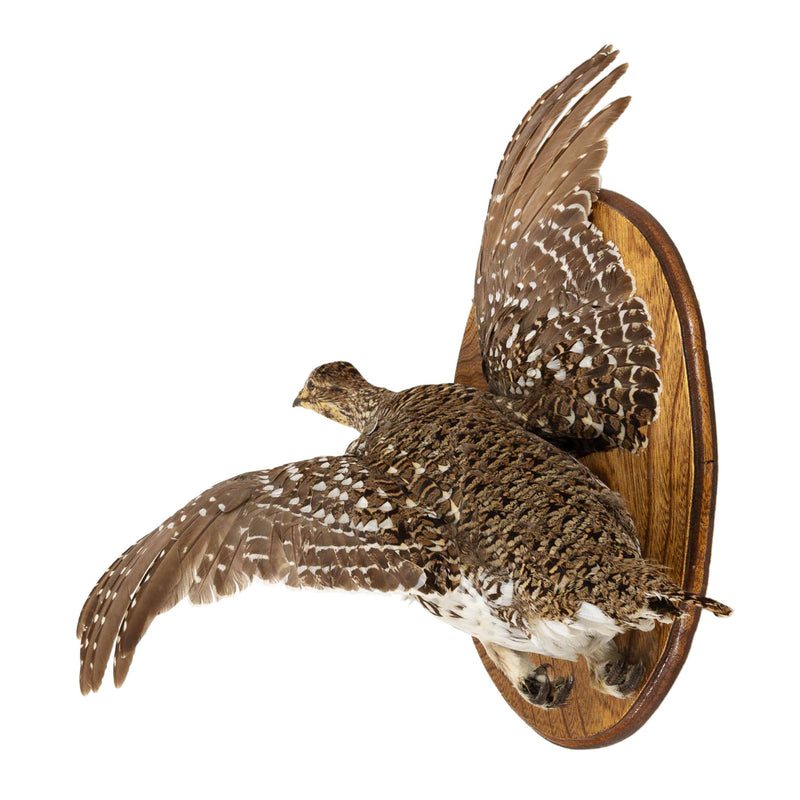 Left Facing Wall Mount Flying Sharptail Grouse on Oval Mahogany Plaque