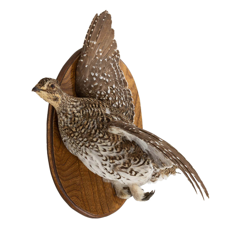 Left Facing Wall Mount Flying Sharptail Grouse on Oval Mahogany Plaque