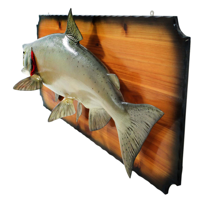 Mounted Chinook Salmon on Cedar Plaque (As Is)