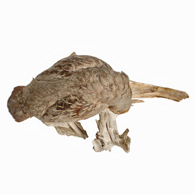 Mounted Hungarian Partridge on Driftwood
