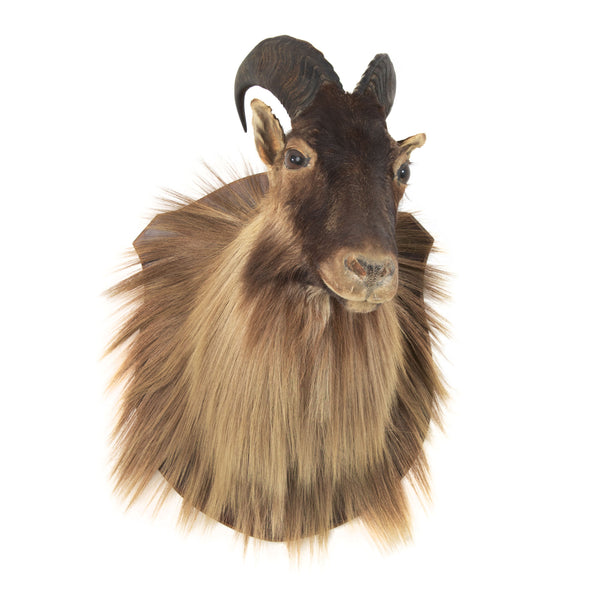 New Zealand Tahr Mount - Bull (Male)
