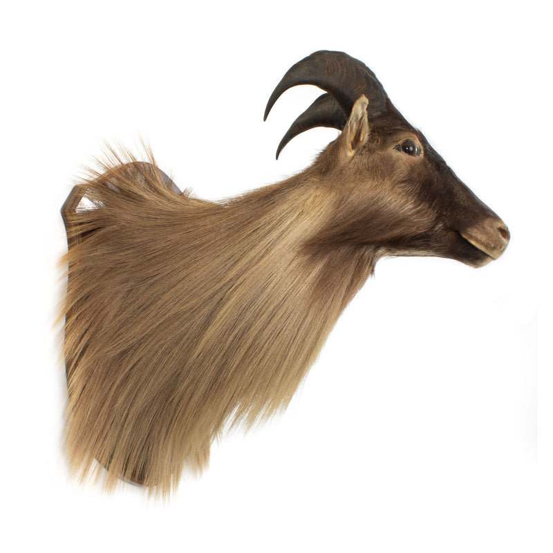 New Zealand Tahr Mount - Bull (Male)