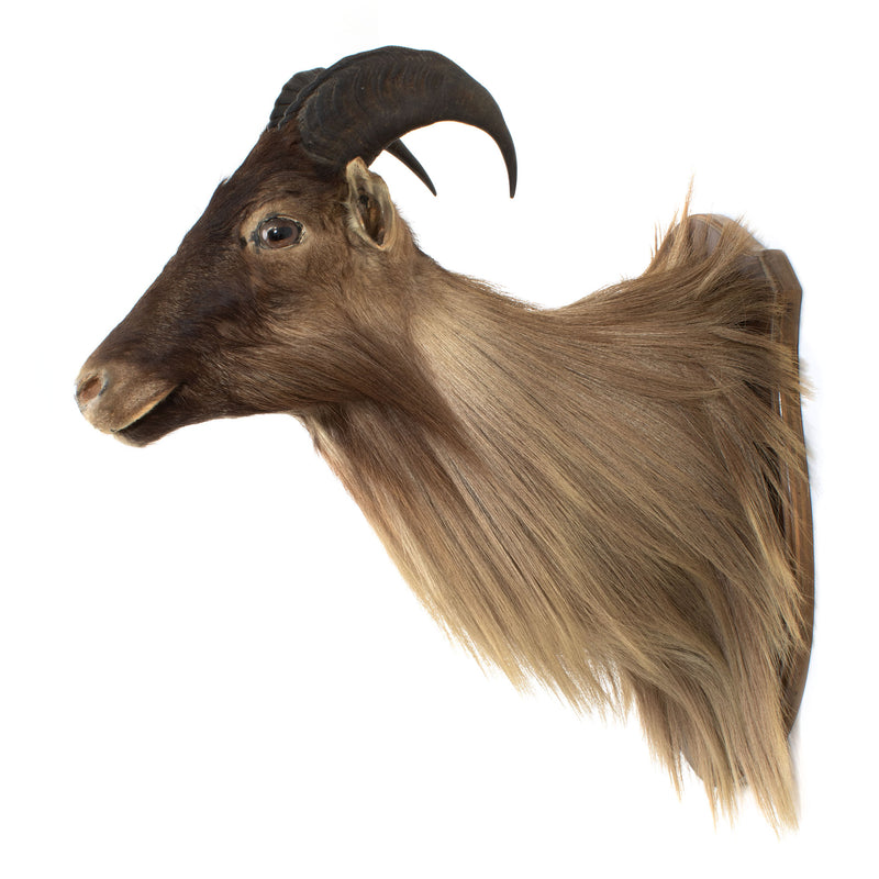 New Zealand Tahr Mount - Bull (Male)