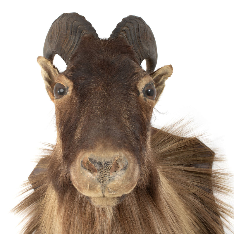 New Zealand Tahr Mount - Bull (Male)