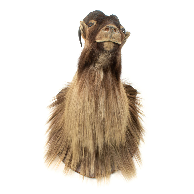 New Zealand Tahr Mount - Bull (Male)