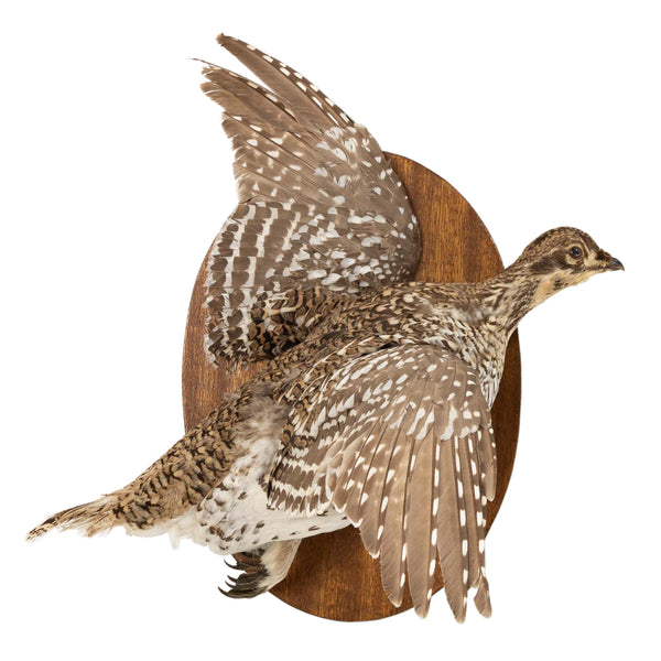 Right Facing Wall Mount Flying Sharptail Grouse on Oval Oak Plaque