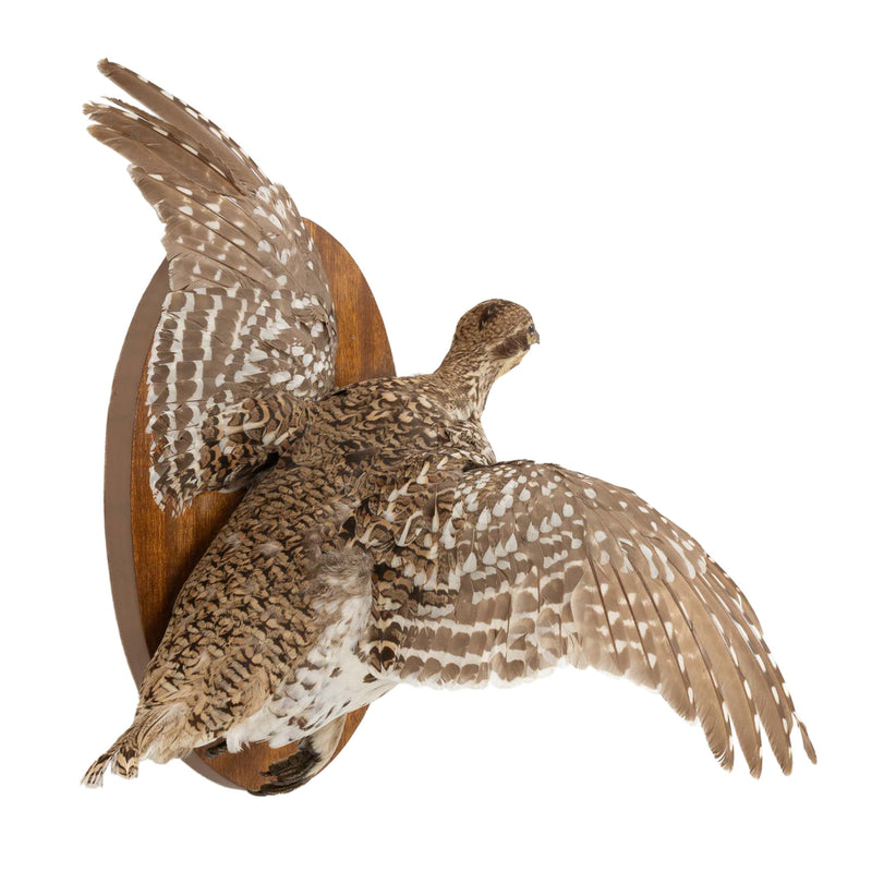 Right Facing Wall Mount Flying Sharptail Grouse on Oval Oak Plaque