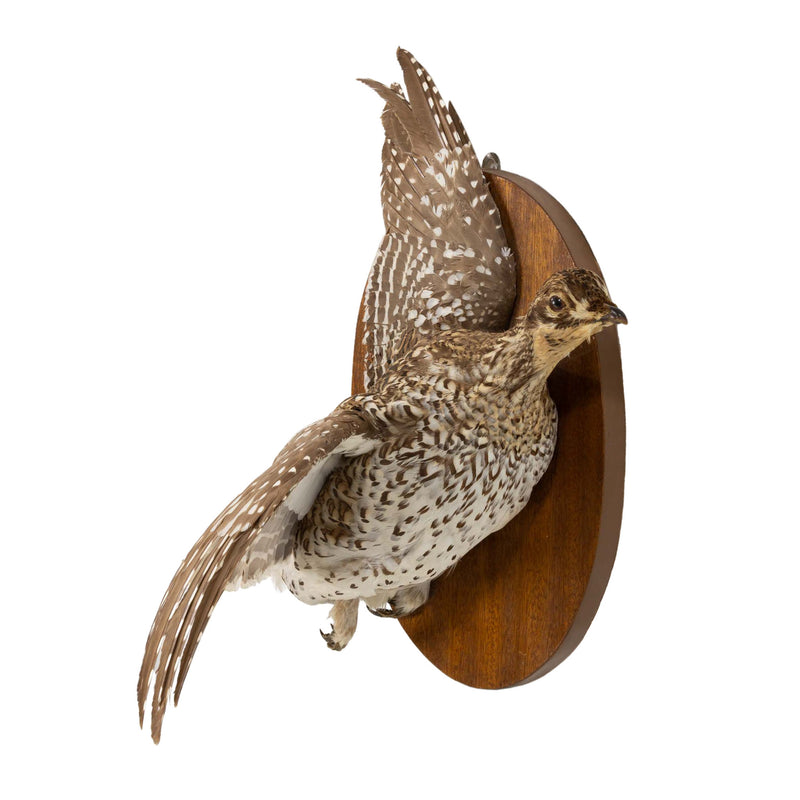 Right Facing Wall Mount Flying Sharptail Grouse on Oval Oak Plaque