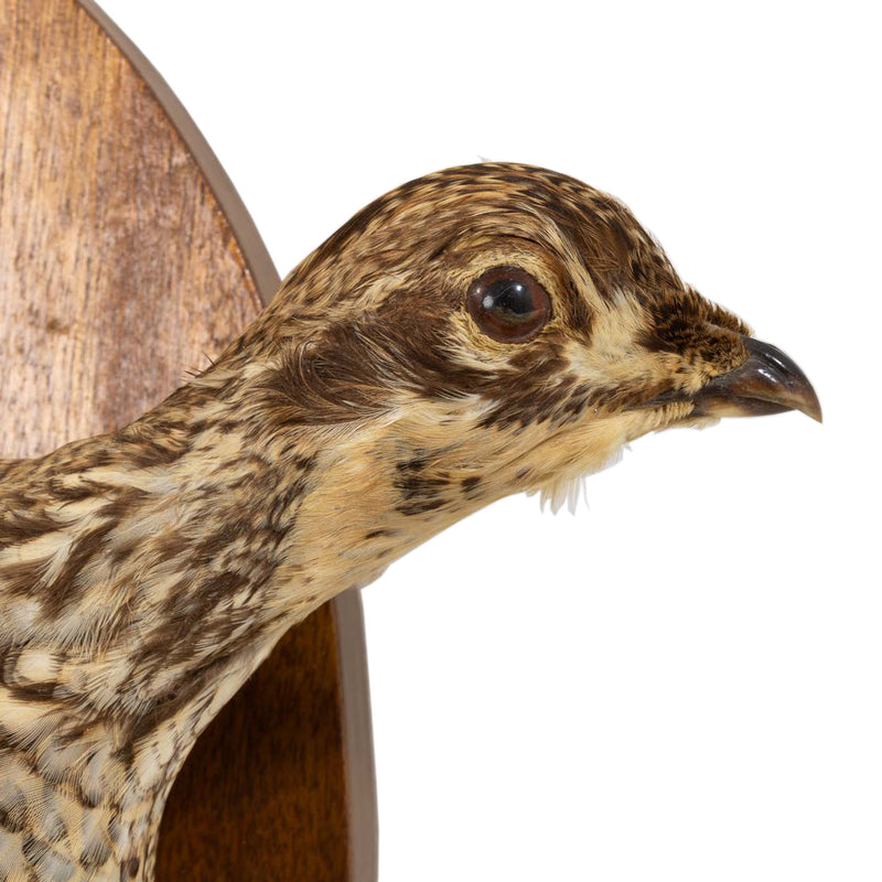 Right Facing Wall Mount Flying Sharptail Grouse on Oval Oak Plaque