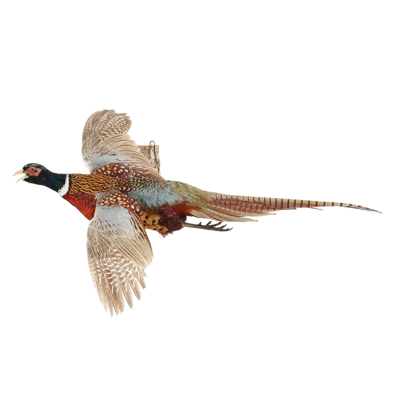 Wall Mounted Ringneck Pheasant in Flight
