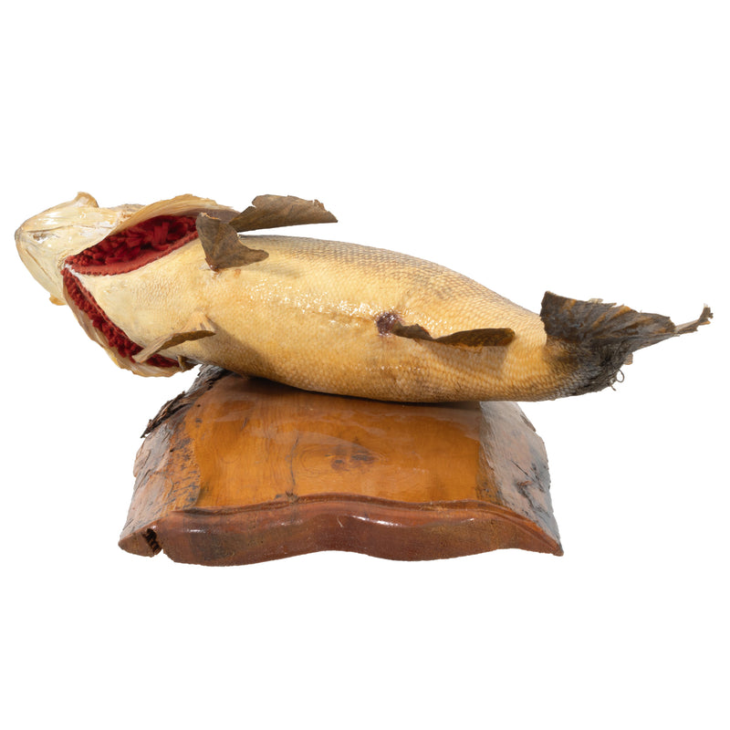 Wall Mounted Walleye/ Pickerel on Wood Backing Plaque (As Is)