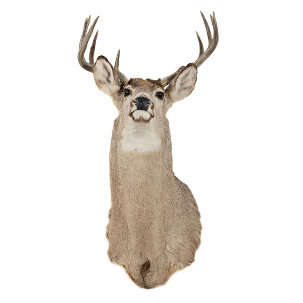White Tail Deer Shoulder Mount