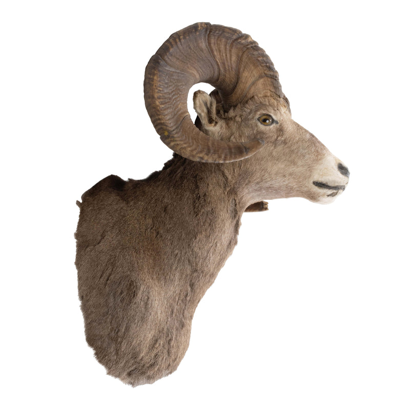 Bighorn Sheep Shoulder Mount