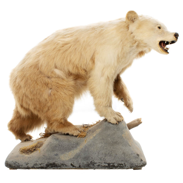 Cinnamon Phase Black Bear Full Mount on Rock Base