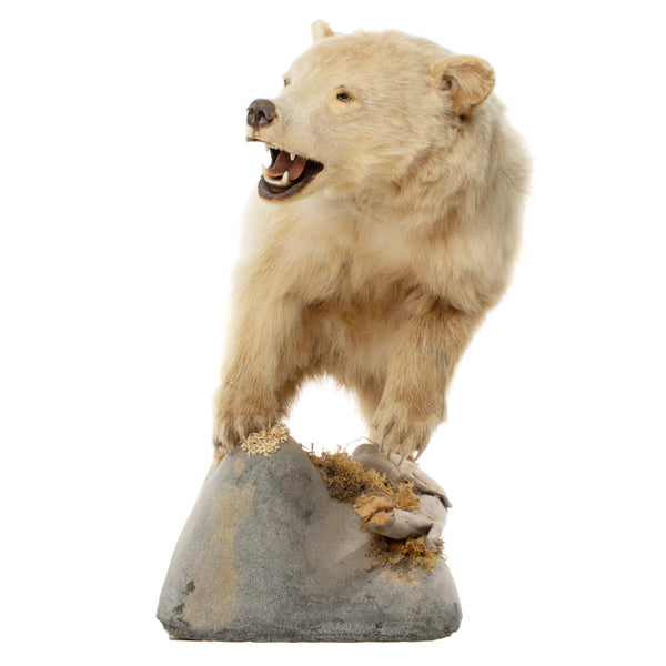 Cinnamon Phase Black Bear Full Mount on Rock Base