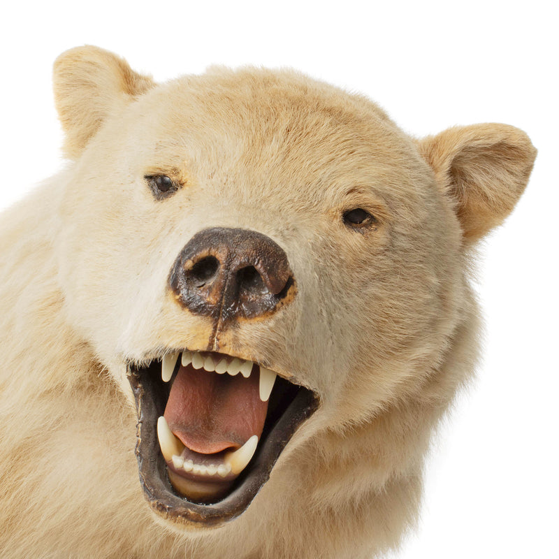 Cinnamon Phase Black Bear Full Mount on Rock Base