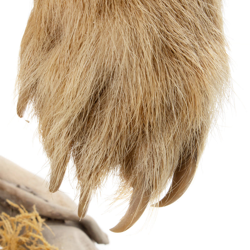 Cinnamon Phase Black Bear Full Mount on Rock Base