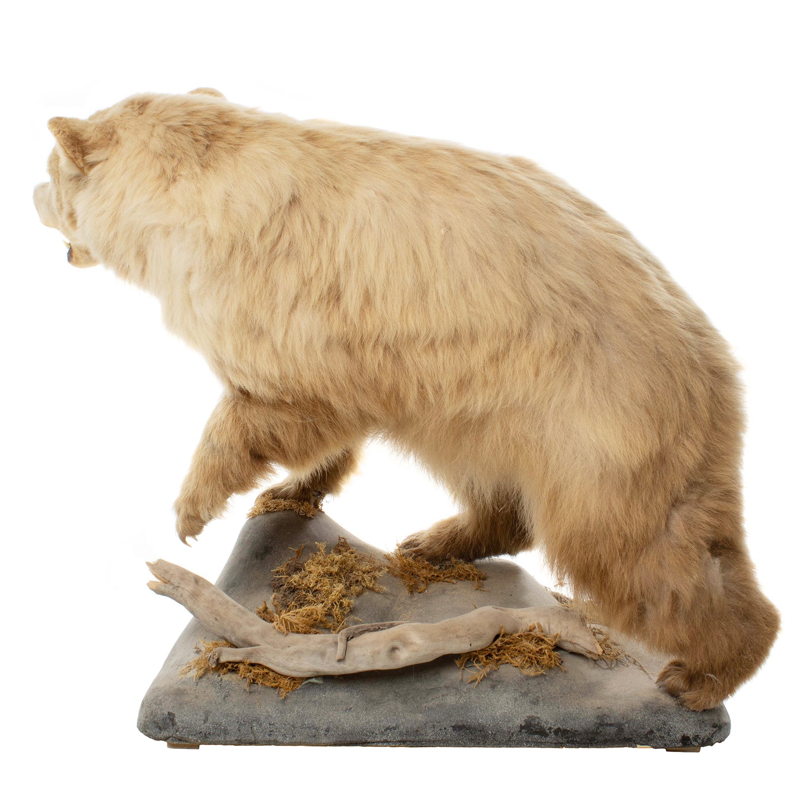 CinnamonPhaseBlackBearFullMoun