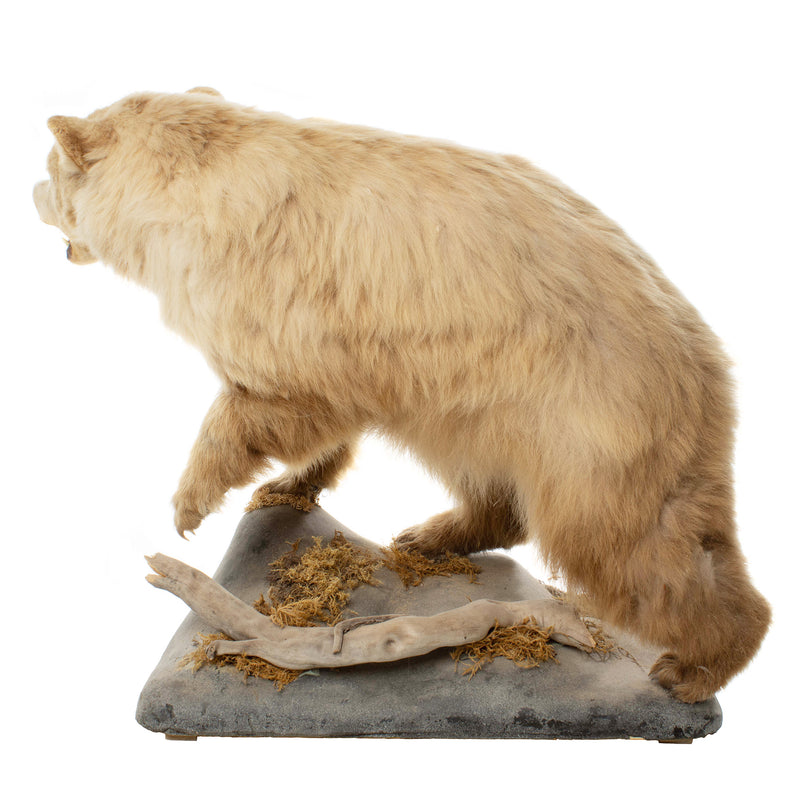 Cinnamon Phase Black Bear Full Mount on Rock Base