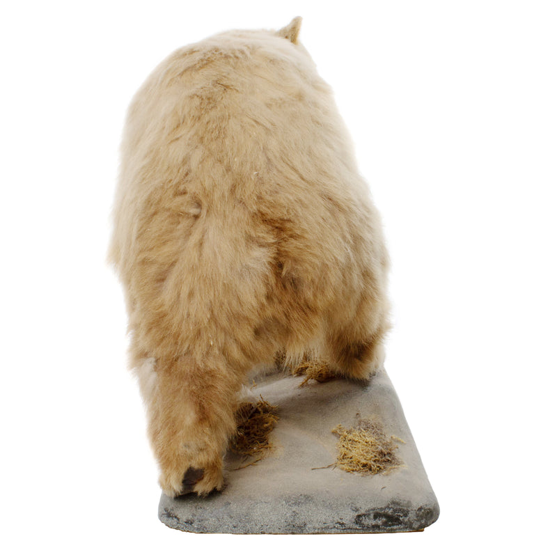 Cinnamon Phase Black Bear Full Mount on Rock Base