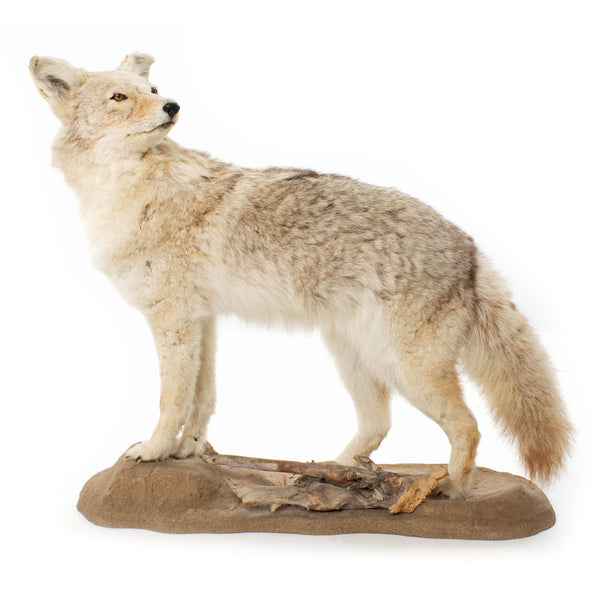 Coyote Standing Full Mount