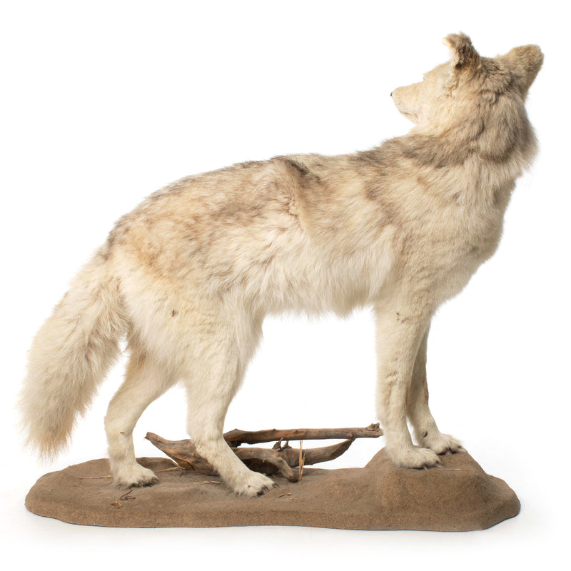 Coyote Standing Full Mount