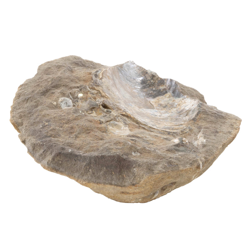 Large Shell Fossil