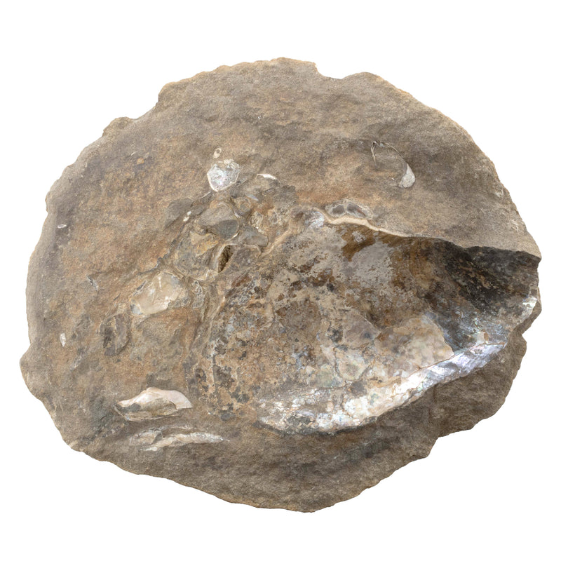 Large Shell Fossil