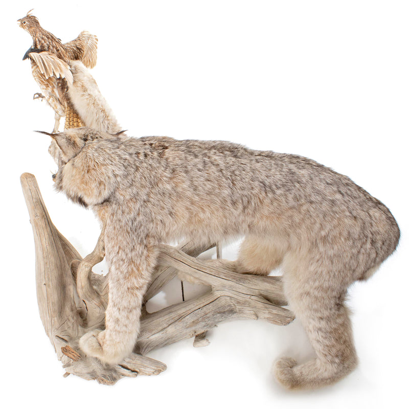 Lynx Catching Ruffed Grouse Full Mount on Driftwood