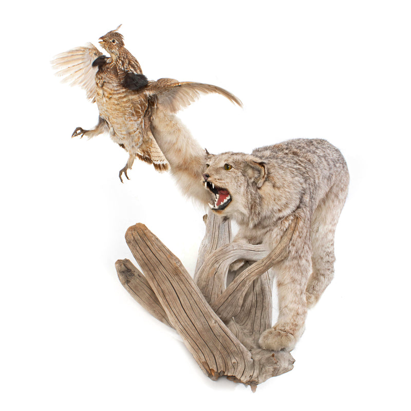 Lynx Catching Ruffed Grouse Full Mount on Driftwood