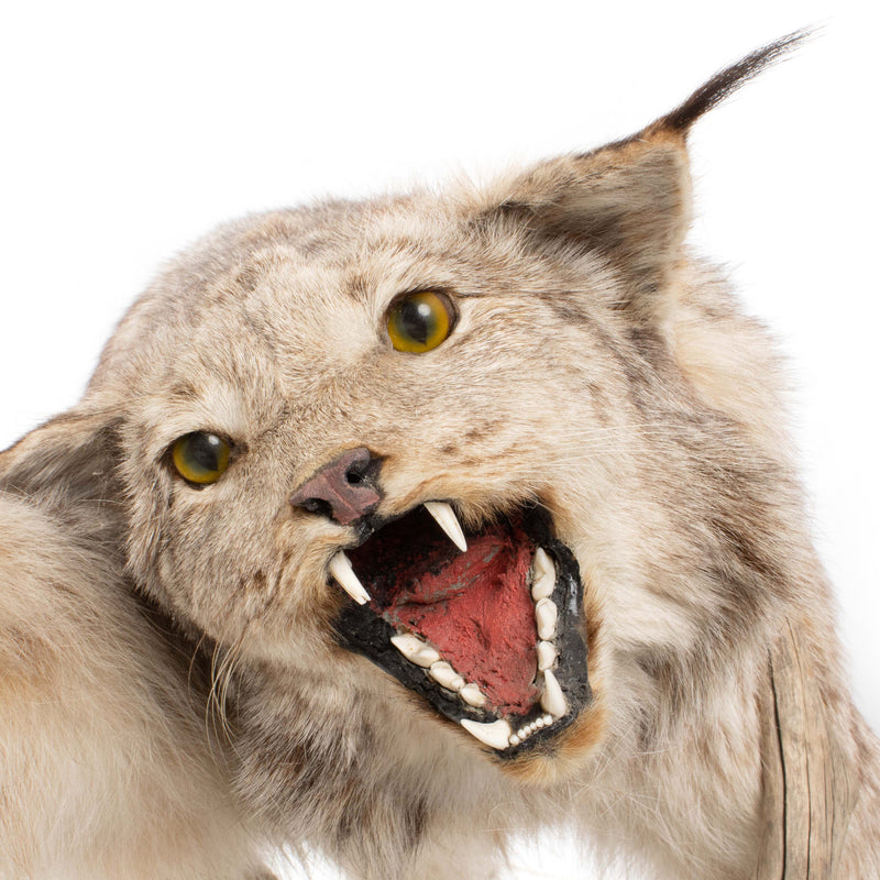 Lynx Catching Ruffed Grouse Full Mount on Driftwood