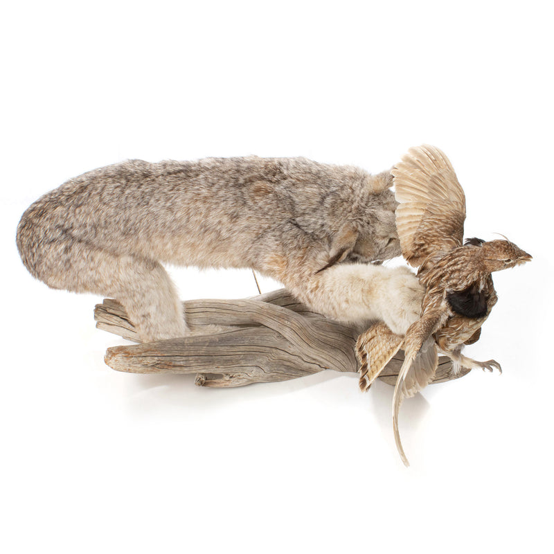 Lynx Catching Ruffed Grouse Full Mount on Driftwood